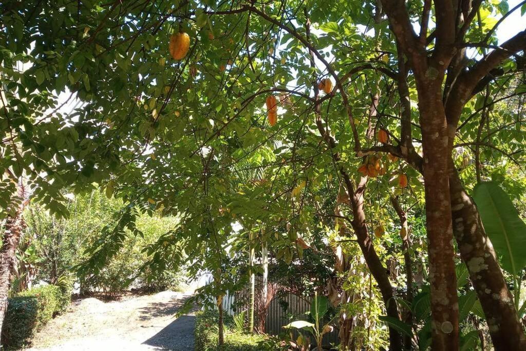 Вилла Casa Flor De Annia ~ Cozy 2 Bdrm On The River Sierpe ~ Walkable To Town Экстерьер фото